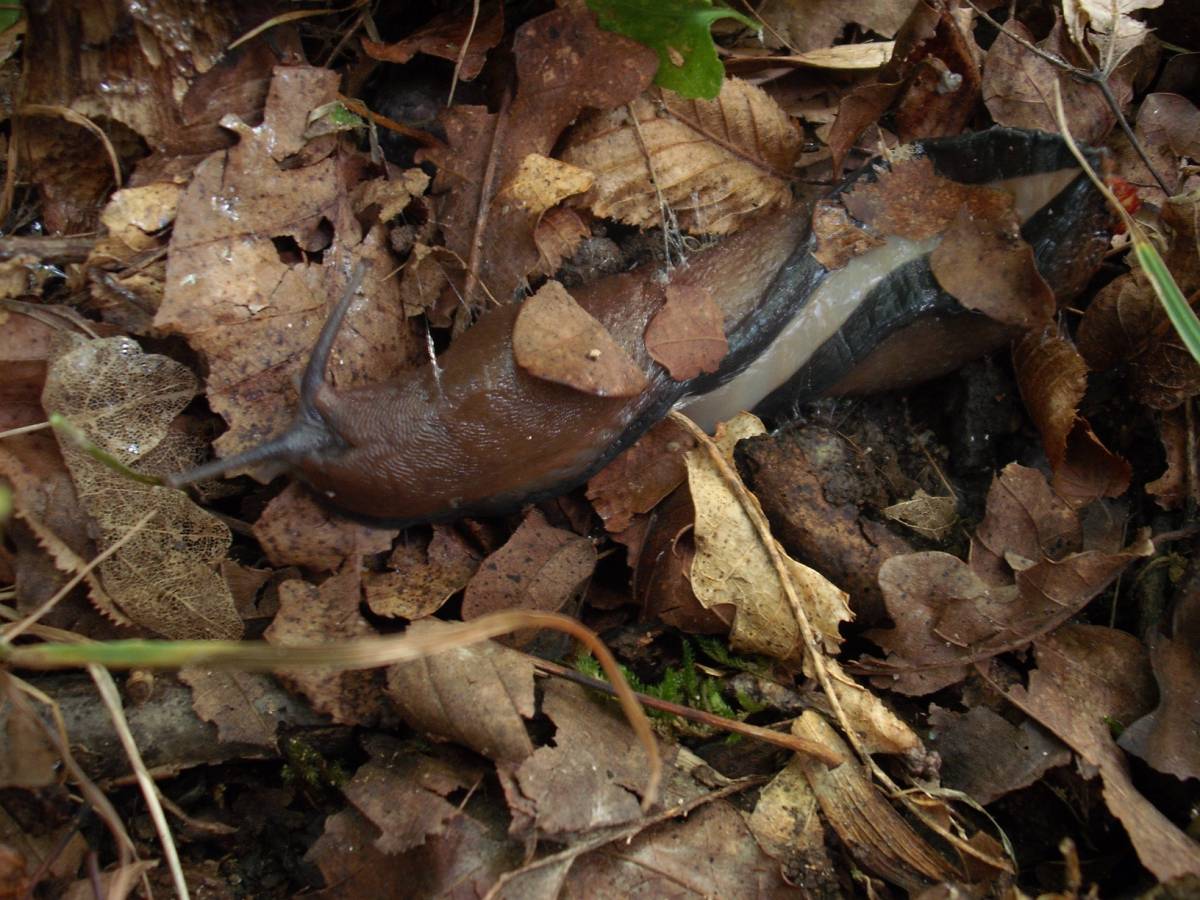 Boletus radicans e Limax